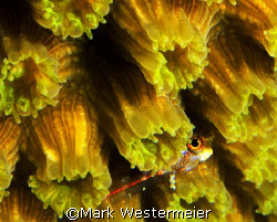 Peek - Taken in Grand Cayman with a Nikonos RS, 50mm lens... by Mark Westermeier 